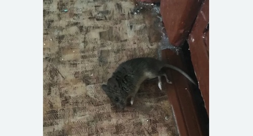 Дезинфекция от мышей в СВАО Москвы